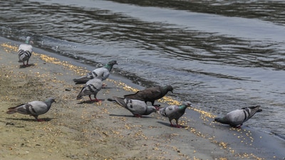 Pigeons eat at the banks of the River Yamuna, in New Delhi. (PTI/Representative image) Pigeons eat at the banks of the River Yamuna, in New Delhi. (PTI/Representative image)