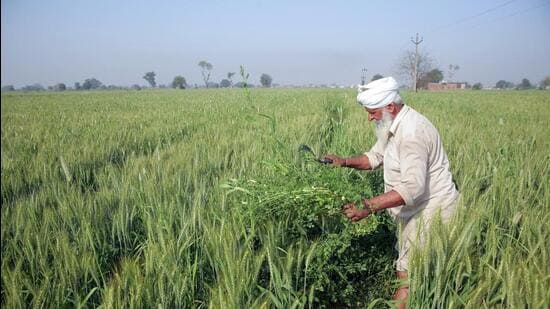 Food and fertiliser subsidies accounted for about an eighth of India’s budget worth nearly ₹39 lakh crore (2022-23). India, the world’s third-largest fertilizer buyer, relies on imports to meet domestic demand. (Raminder Pal Singh)