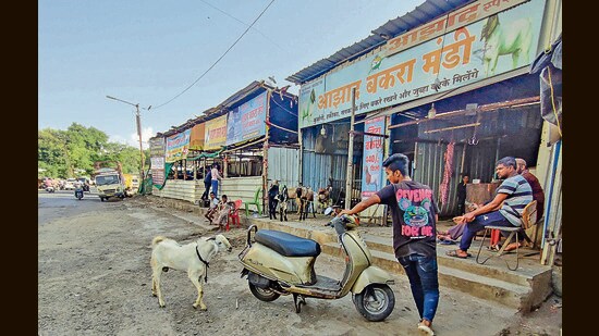 Goat market at Kausar Baug in Kondhwa. (Rahul Raut/HT PHOTO)