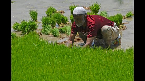 This year, farmers in Kashmir have planted paddy late owing to dip in temperatures and rains in April and May. (AFP Photo)