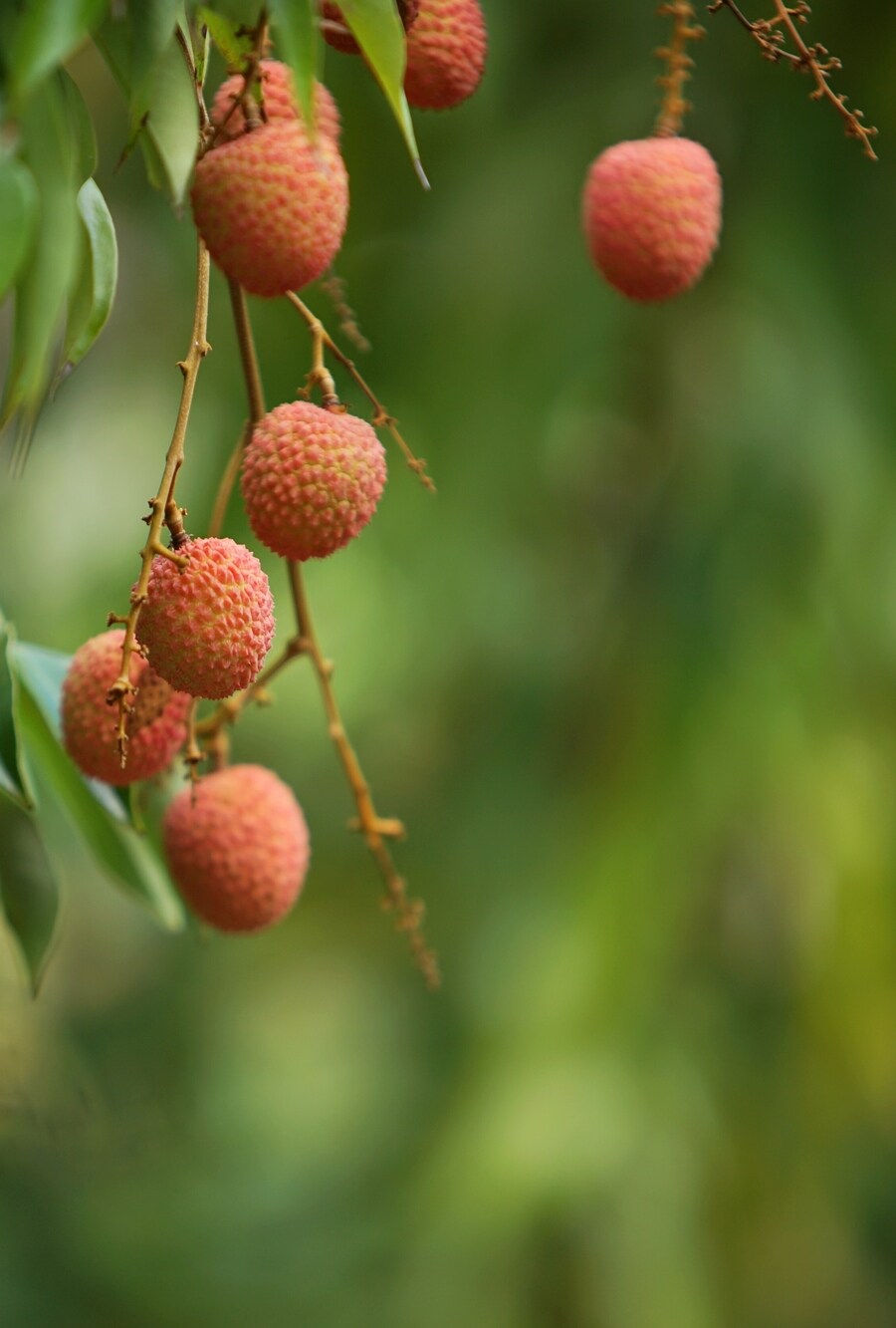 5_Beauty_Benefits_Of_Eating_Litchis