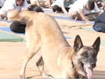 ITBP canine celebrates International Yoga Day.
