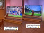 Cat turns into ‘goalkeeper.’ Cat turns into ‘goalkeeper.’