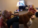 Sibling rivalry between a dog and its human. Sibling rivalry between a dog and its human.