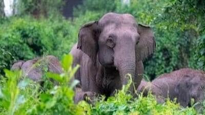 Local villagers spotted the dead elephants on Wednesday morning and informed the forest officers. (Representative file image)
