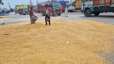 Maize growers in Haryana suffer huge losses as they have to sell their produce to private buyers around 50% below the minimum support price (MSP) fixed by the Centre. (HT Photo) Maize growers in Haryana suffer huge losses as they have to sell their produce to private buyers around 50% below the minimum support price (MSP) fixed by the Centre. (HT Photo)