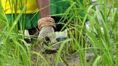 Only 31 % coverage of paddy seedlings done out of targeted cultivable area (Representative/File Photo) Only 31 % coverage of paddy seedlings done out of targeted cultivable area (Representative/File Photo)
