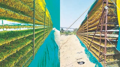 The farmers are in distress owing to steep fall in price of dry grapes in Vijayapura district in north Karnataka, known as the hub of grapes. (Ht Photo) The farmers are in distress owing to steep fall in price of dry grapes in Vijayapura district in north Karnataka, known as the hub of grapes. (Ht Photo)