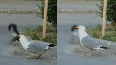 The image shows a seagull eating a squirrel. (Screengrab) The image shows a seagull eating a squirrel. (Screengrab)