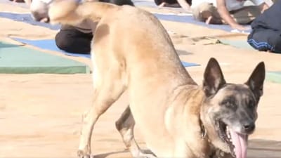 ITBP canine celebrates International Yoga Day. (Twitter/@ANI) ITBP canine celebrates International Yoga Day. (Twitter/@ANI)