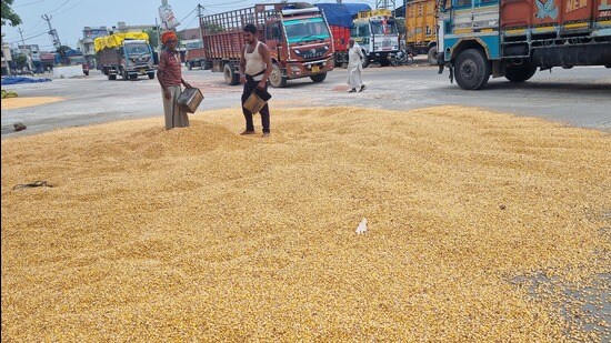 Maize growers in Haryana suffer huge losses as they have to sell their produce to private buyers around 50% below the minimum support price (MSP) fixed by the Centre. (HT Photo)