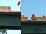 The image shows a group of baboons hiding from a pride of lions. The image shows a group of baboons hiding from a pride of lions.