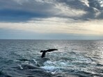 Danish forces said the crew was found by a fishing vessel and eventually transferred to a container ship.