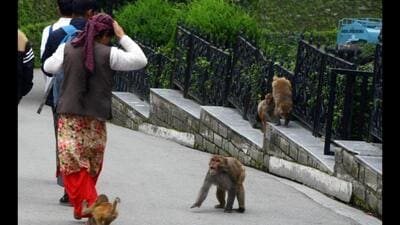 A woman tries to save herself from monkeys on Mall Road in Shimla. (HT file photo) A woman tries to save herself from monkeys on Mall Road in Shimla. (HT file photo)