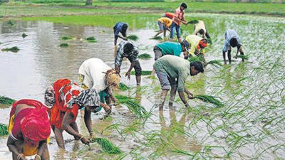 Farmers forced to buy tanker water for crops due to late arrival of monsoon in Karnataka. (REUTERS) Farmers forced to buy tanker water for crops due to late arrival of monsoon in Karnataka. (REUTERS)