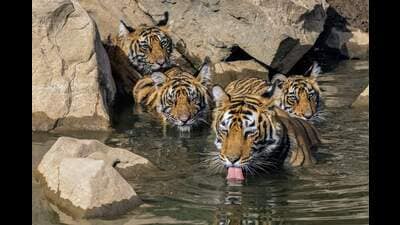Lokesh Rastogi’s T99 and three cubs taken in the Ranthambore Tiger Reserve (Sourced) Lokesh Rastogi’s T99 and three cubs taken in the Ranthambore Tiger Reserve (Sourced)