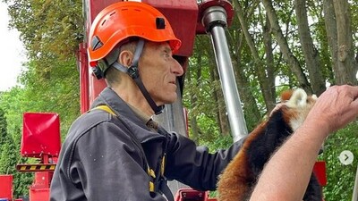 Red panda escapes enclosure in Poland zoo, (Instagram/@Gdański Ogród Zoologiczny) Red panda escapes enclosure in Poland zoo, (Instagram/@Gdański Ogród Zoologiczny)