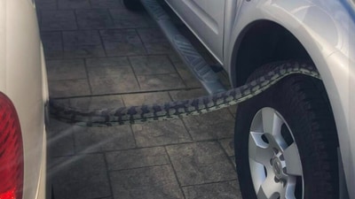 Python between two cars. (Facebook/@Hervey Bay Snake Catchers) Python between two cars. (Facebook/@Hervey Bay Snake Catchers)