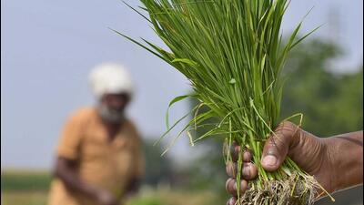 The Karnataka food minister hints at a delay in the implementation of the Anna Bhagya scheme. (HT photo) The Karnataka food minister hints at a delay in the implementation of the Anna Bhagya scheme. (HT photo)