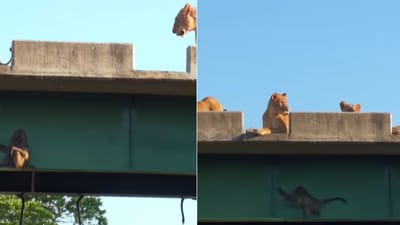 The image shows a group of baboons hiding from a pride of lions. (YouTube/@Latestsightings) The image shows a group of baboons hiding from a pride of lions. (YouTube/@Latestsightings)