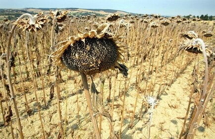 The 2003 heatwave in Europe lasted for nearly two months. (Reuters ) The 2003 heatwave in Europe lasted for nearly two months. (Reuters )