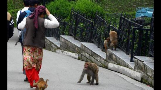 A woman tries to save herself from monkeys on Mall Road in Shimla. (HT file photo)