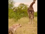 Giraffe protects its baby from hyena. Giraffe protects its baby from hyena.