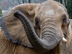An elephant trunk, folded on the upper side and wrinkled on the underside, contains 120,000 muscles(Georgia Tech)