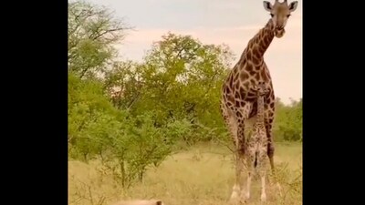 Giraffe protects its baby from hyena. (Twitter/@Gabriele_Corno)