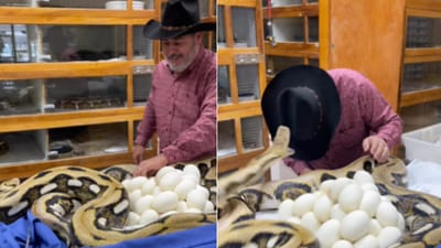 An image shows the python lunging at a man trying to take her eggs. (Instagram/@jayprehistoricpets) An image shows the python lunging at a man trying to take her eggs. (Instagram/@jayprehistoricpets)