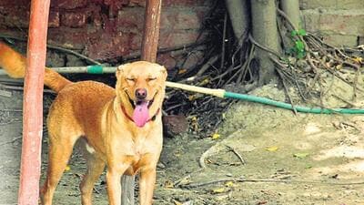 Officials said the proposal is aimed at keeping dog bite incidents in check. (Representational image/ HT Archive) Officials said the proposal is aimed at keeping dog bite incidents in check. (Representational image/ HT Archive)