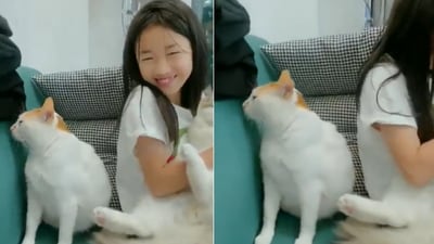 The image shows a jealous cat and a girl hugging another kitty. (Screengrab) The image shows a jealous cat and a girl hugging another kitty. (Screengrab)