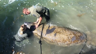 The image shows a woman holding a manatee’s head along with another rescuer. (Twitter/@SheriffPinellas) The image shows a woman holding a manatee’s head along with another rescuer. (Twitter/@SheriffPinellas)