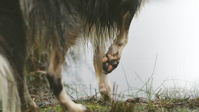 Paw protection: Rainwater can create muddy and slippery surfaces, which may harm your pet's paws. Consider using waterproof booties or paw balms to shield their paws from potential injuries, infections, or the harmful effects of chemicals used to treat rain-soaked streets. (Unsplash) Paw protection: Rainwater can create muddy and slippery surfaces, which may harm your pet's paws. Consider using waterproof booties or paw balms to shield their paws from potential injuries, infections, or the harmful effects of chemicals used to treat rain-soaked streets. (Unsplash)