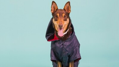 Rain gear: Protect your pet from getting drenched by investing in waterproof raincoats or jackets. These will help keep them dry and prevent them from catching a cold or developing skin irritations caused by prolonged exposure to rainwater. (Freepik ) Rain gear: Protect your pet from getting drenched by investing in waterproof raincoats or jackets. These will help keep them dry and prevent them from catching a cold or developing skin irritations caused by prolonged exposure to rainwater. (Freepik )