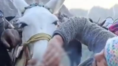 Screengrab from the viral video showing two men forcibly making a horse smoke in Uttarakhand. (Twitter) Screengrab from the viral video showing two men forcibly making a horse smoke in Uttarakhand. (Twitter)
