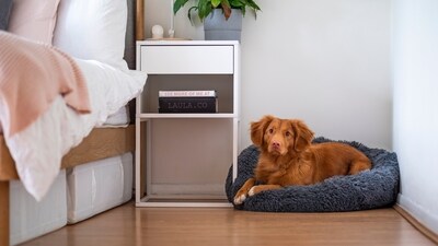 Indoor comfort: Create a cosy indoor space for your pets during heavy rain or thunderstorms. Provide comfortable bedding, toys, and a designated area where they feel secure and safe. Keep windows and doors closed to prevent them from escaping or getting startled by loud noises. (Unsplash) Indoor comfort: Create a cosy indoor space for your pets during heavy rain or thunderstorms. Provide comfortable bedding, toys, and a designated area where they feel secure and safe. Keep windows and doors closed to prevent them from escaping or getting startled by loud noises. (Unsplash)