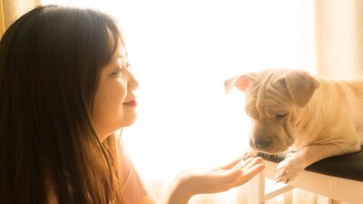 Exercise and mental stimulation: Despite the rain, it's important to keep your pets physically active and mentally stimulated. Engage them in indoor games, interactive toys, and puzzle feeders to provide mental enrichment and burn off excess energy. (Unsplash) Exercise and mental stimulation: Despite the rain, it's important to keep your pets physically active and mentally stimulated. Engage them in indoor games, interactive toys, and puzzle feeders to provide mental enrichment and burn off excess energy. (Unsplash)