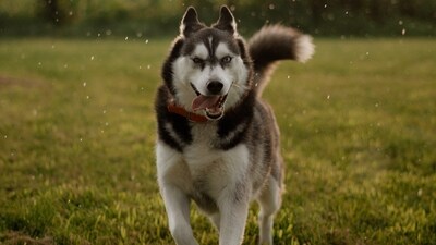 The arrival of the monsoon season brings relief from the scorching heat, but it also presents unique challenges for pet owners. As pet guardians, it's essential to take extra care of our furry friends during this time to ensure their well-being and safety. In this article, we will explore the essential tips and precautions for monsoon pet care, helping you navigate the rainy season with confidence and keep your beloved pets happy and healthy. (Liz Weddon on Unsplash) The arrival of the monsoon season brings relief from the scorching heat, but it also presents unique challenges for pet owners. As pet guardians, it's essential to take extra care of our furry friends during this time to ensure their well-being and safety. In this article, we will explore the essential tips and precautions for monsoon pet care, helping you navigate the rainy season with confidence and keep your beloved pets happy and healthy. (Liz Weddon on Unsplash)