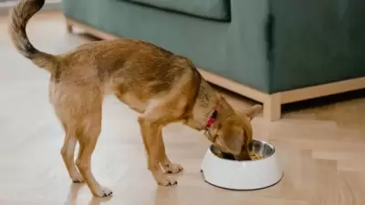 Healthy diet and hydration: Ensure your pets have access to fresh water at all times, even if they spend more time indoors. Provide a balanced and nutritious diet to support their immune system and overall well-being. (Pexels) Healthy diet and hydration: Ensure your pets have access to fresh water at all times, even if they spend more time indoors. Provide a balanced and nutritious diet to support their immune system and overall well-being. (Pexels)