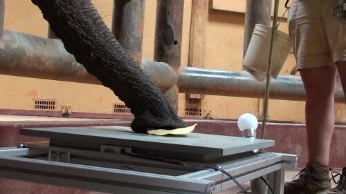 The trunk uses suction to gather tortilla chips (Provided by Andrew Schulz, Georgia Tech)