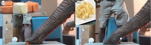 An elephant uses its trunk to jams (a) 32 mm cubes and (b) 16 mm cubes, forming a joint for the smaller items. (David Hu et al, Journal of the Royal Society Interface)
