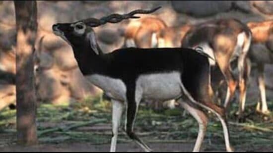 Experts of the central institute attribute the serious threat to the wildlife in this semi-arid region to the fast depletion of grassland and farming which has led to the destruction of their mating environs, livestock overgrazing and rampant predation by feral dogs. (HT File)