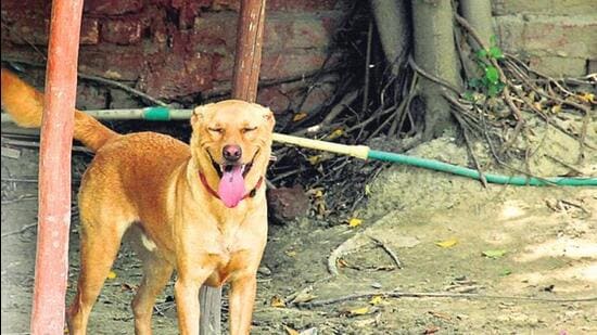 Officials said the proposal is aimed at keeping dog bite incidents in check. (Representational image/ HT Archive)