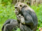 chimpanzee