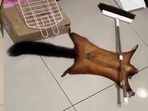 The image shows the flying squirrel adjusting a broom across his body to stage his own death. The image shows the flying squirrel adjusting a broom across his body to stage his own death.