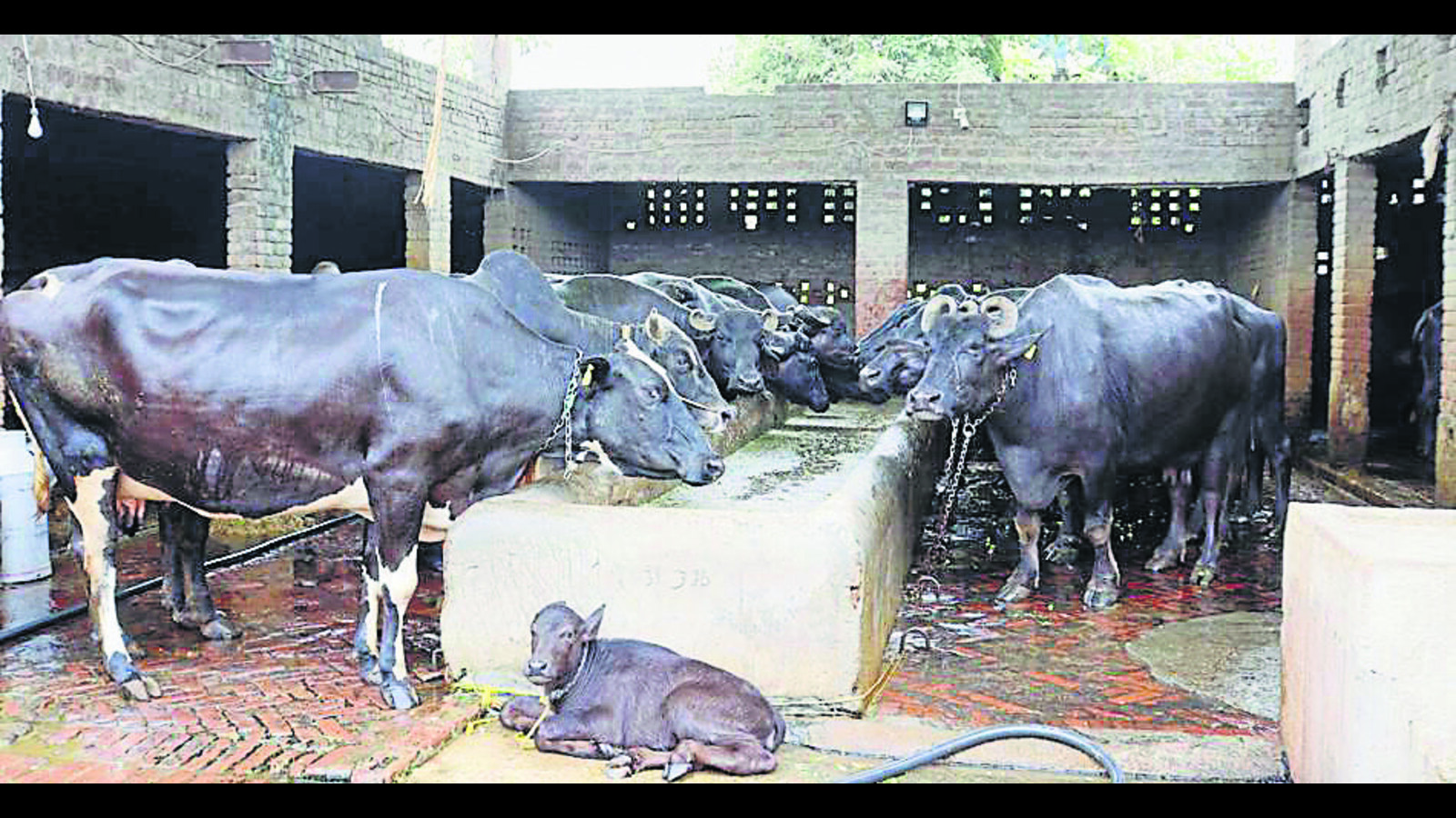 Scorching heat takes heavy toll on milk production; experts offer tips - Vimarsana News
