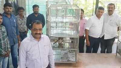 Panvel civic body to sterilise stray cats Panvel civic body to sterilise stray cats
