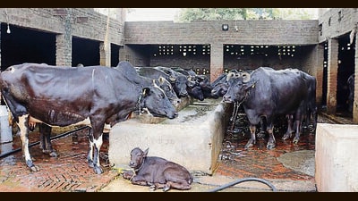 Experts recommend installing fans, sprinklers, and providing ample shade to the cattle. (HT PHOTO)