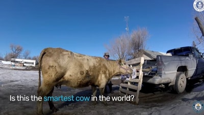 The image shows a cow named Ghost who bagged a world record by performing various tricks. (YouTube/@guinnessworldrecords)